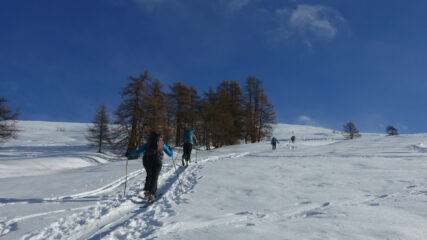 Fuori dal bosco