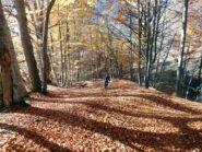 tappeto di foglie verso San Michele