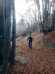foglie di stagione