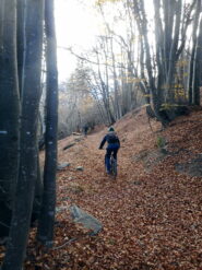 foglie di stagione