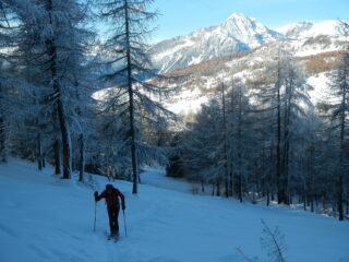 il tratto nel bosco di larici