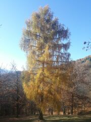 Ancora colori autunnali