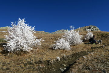 poco sotto la Becca d'Aver la nebbia ha ricamato le piantine di larici