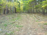 Il sentiero nel bosco