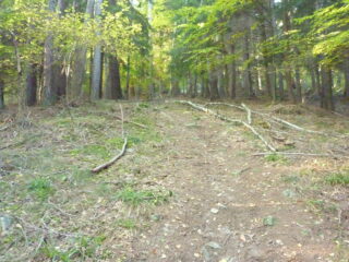Il sentiero nel bosco
