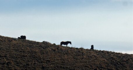''lung - ta'' ... cavalli nel vento ...
