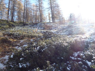 ...come in un campo di cotone...