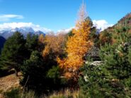 Ancora all'Alpe Gorta.