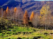 Purtroppo è iniziato il defoliage!