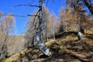 Tratto del sentiero verso Boriale