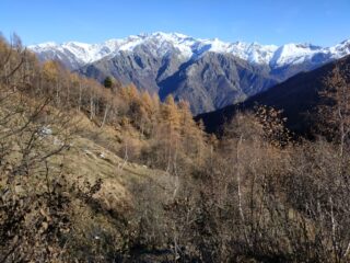 Nel bosco rado mentre si sale, sguardo verso la Val Soana.