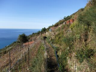 Sentiero tra i vigneti di Lemmen