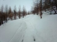 Parte bassa del bosco al ritorno