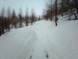 Parte bassa del bosco al ritorno