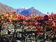 Tra le vigne.