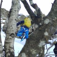 attraverso il faggio...