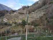 Caratteristiche vigne sopra Cesnola.
