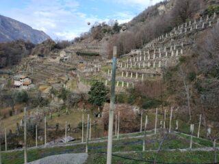 Caratteristiche vigne sopra Cesnola.