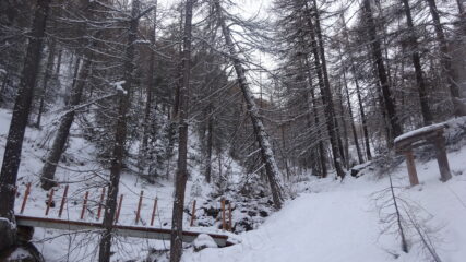 In salita nel bosco