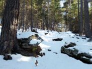 Tratto in pineta