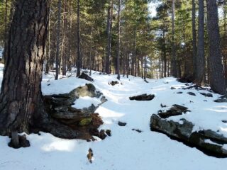 Tratto in pineta