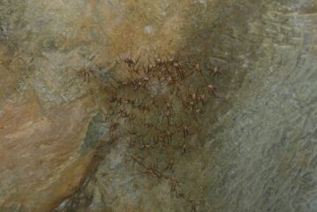 Abitanti della grotta