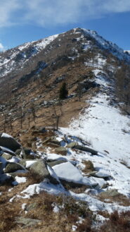il colletto e la punta sellassa