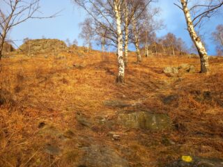 Uscendo dal bosco di betulle