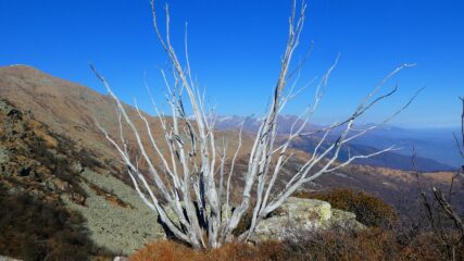 ... in attesa di primavera ....
