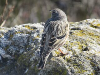 Qualcuno viene a trovarci in vetta