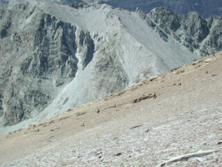 famiglia di stambecchi