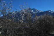 Fioritura di ciliegi e Monte Emilius