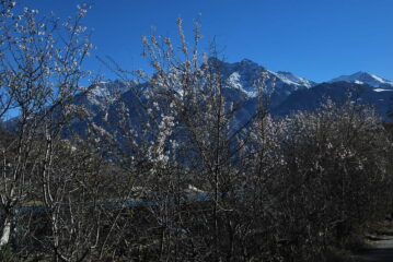 Fioritura di ciliegi e Monte Emilius