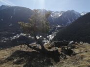 spettacolare albero RESISTENTE