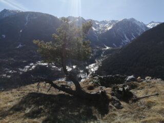 spettacolare albero RESISTENTE