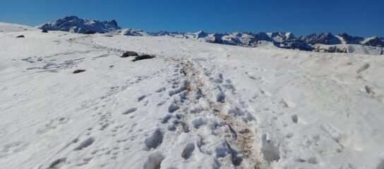 Ancora nuova poca neve rimasta...