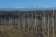 I vigneti e il Monviso