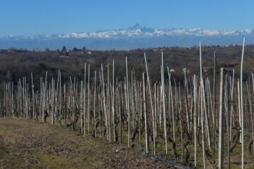I vigneti e il Monviso