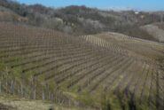 Vigneti e ancora vigneti