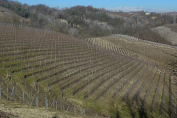 Vigneti e ancora vigneti