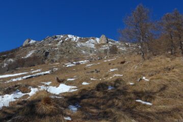 Appena usciti dal bosco un bel branco di stambecchi ci attende.