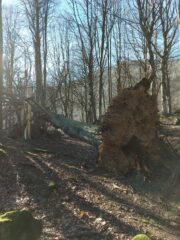 L'albero caduto sul sentiero