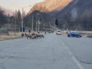 Qualche stambecco non molto selvatico in paese a Balme...