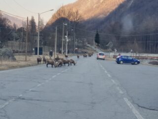 Qualche stambecco non molto selvatico in paese a Balme...