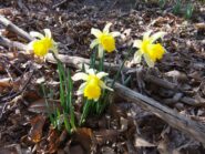 Narcisi in fiore