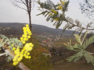 Busca dalla collina 