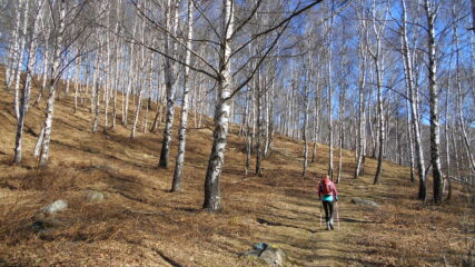 nel bellissimo bosco di betulle