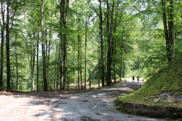 La strada nella foresta
