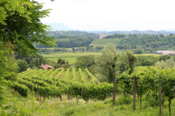 Le vigne a Est del Bosco