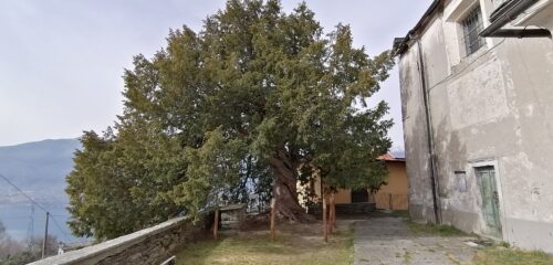 Il plurisecolare Tasso